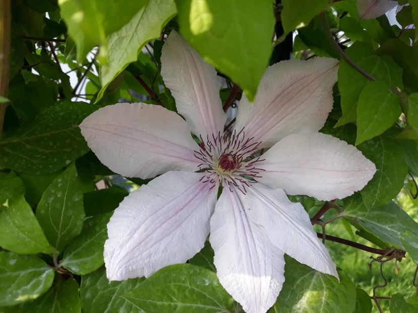  - 2018 clematis