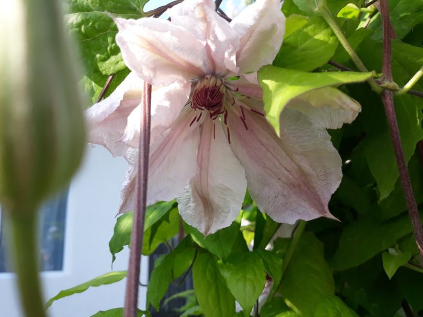  - 2018 clematis