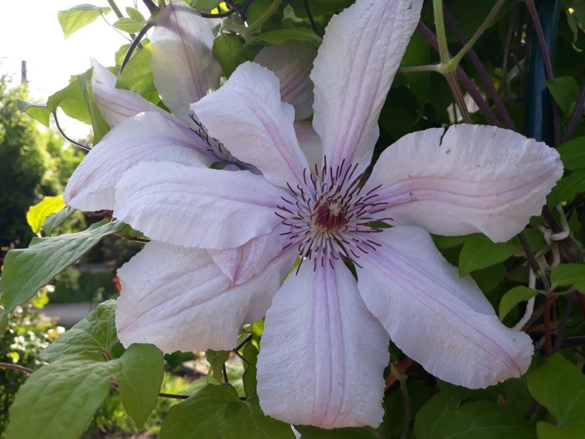  - 2018 clematis