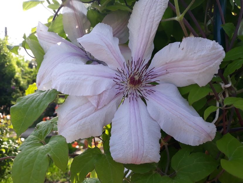  - 2018 clematis