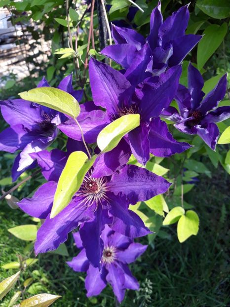  - 2018 clematis