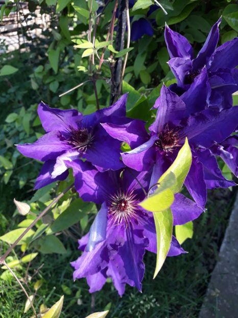  - 2018 clematis