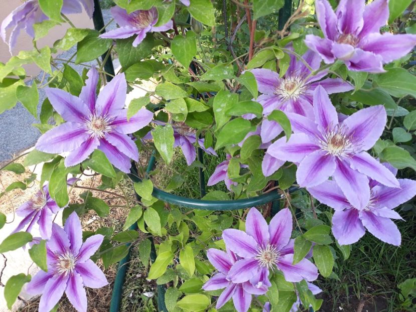 - 2018 clematis
