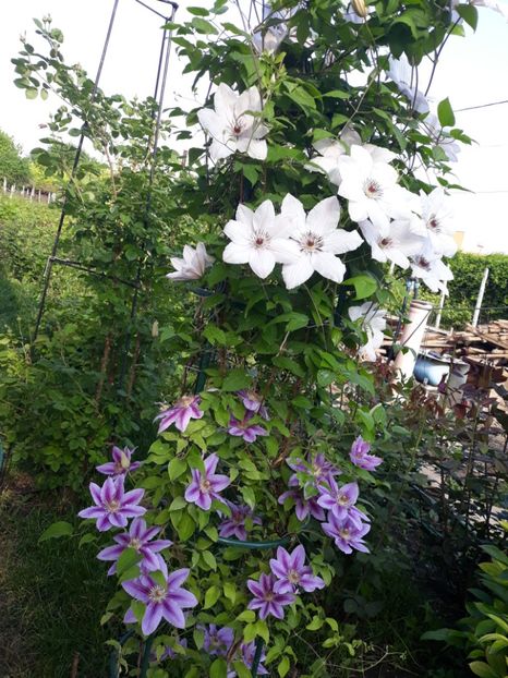  - 2018 clematis