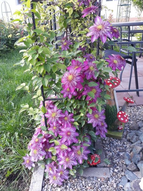  - 2018 clematis