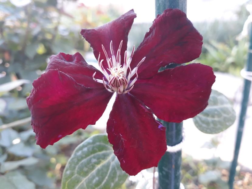  - 2018 clematis