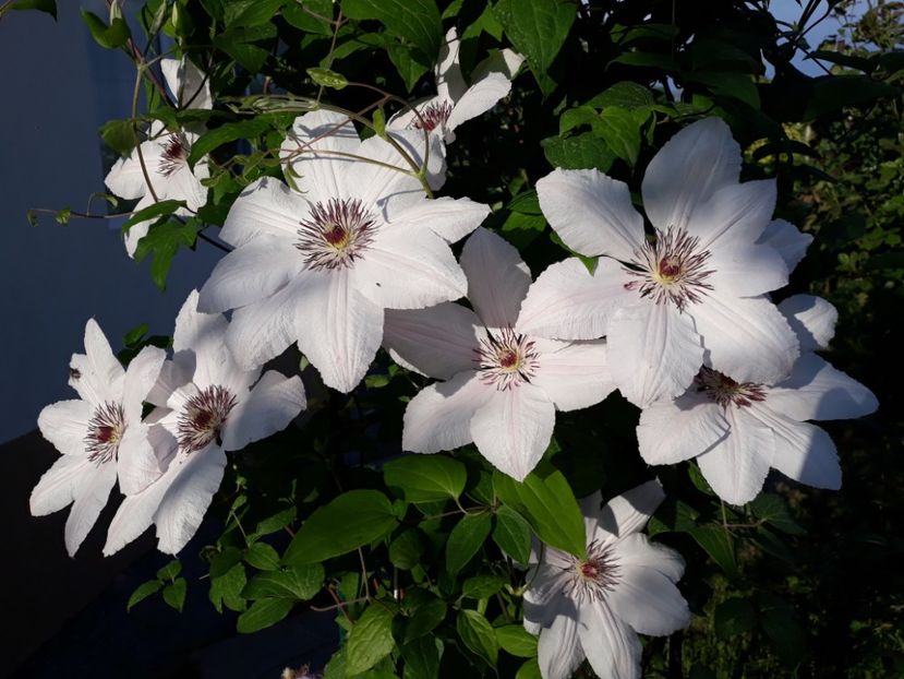  - 2018 clematis