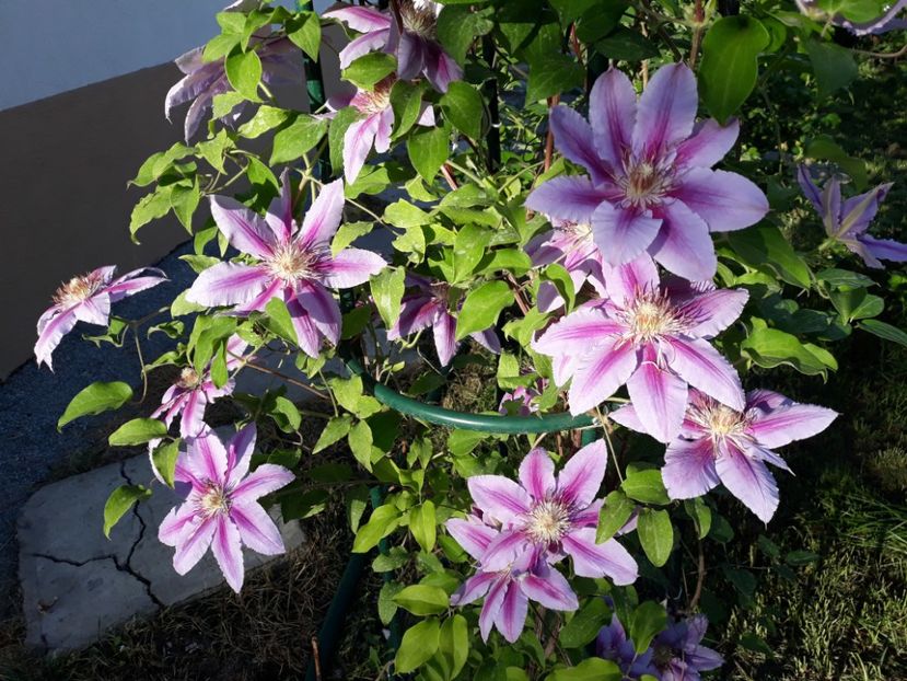  - 2018 clematis