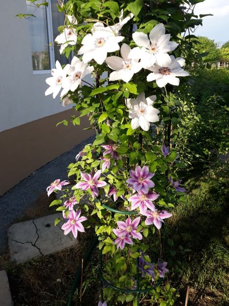  - 2018 clematis
