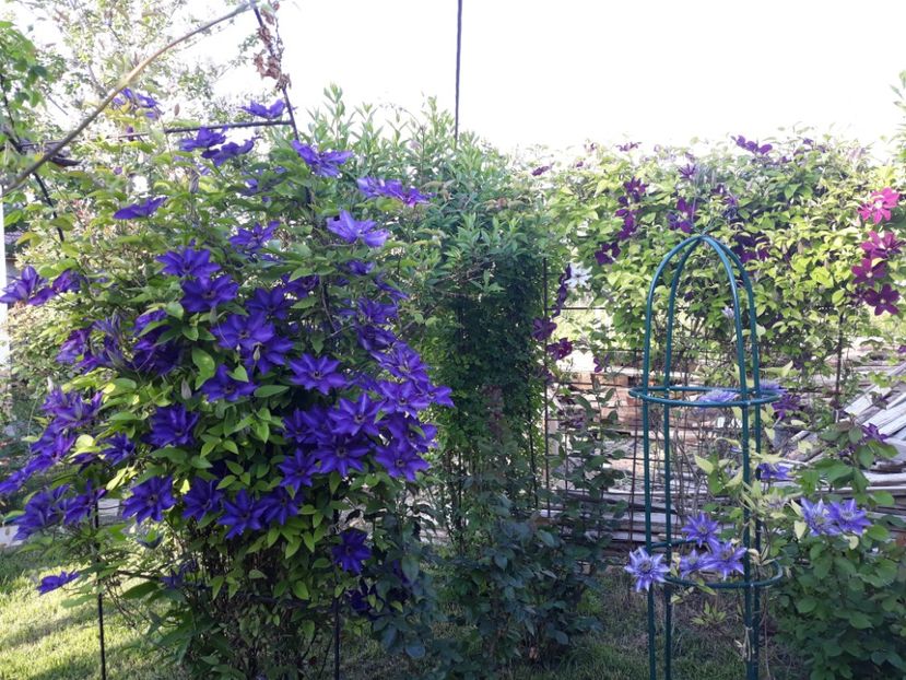  - 2018 clematis