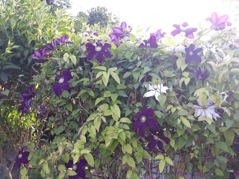  - 2018 clematis