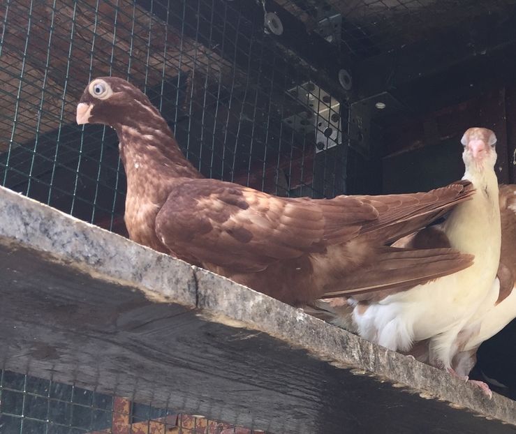 BB152972-9EBB-4BC1-AFA3-35C97868F040 - Pui 2018