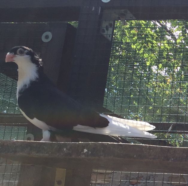 360B9598-EAA3-4B42-A477-245D6A48CDD3 - Pui 2018