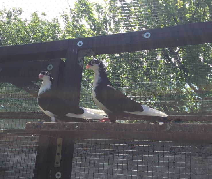 314CF762-5BEC-4973-9437-8E2A1C6F4F64 - Pui 2018