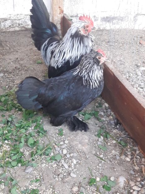  - Mii de flori mesteacan barbos