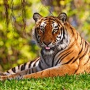 poze_animale_salbatice-tigru-in-iarba-01-150x150 - tigri