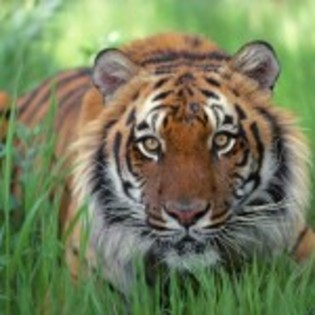 poze_animale_salbatice-tigru-in-iarba-150x150