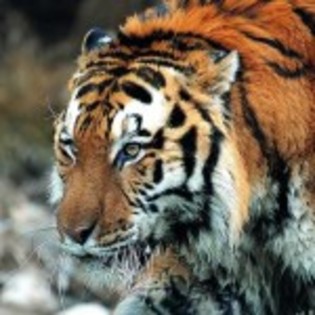 poze_animale_salbatice-tigru-150x150 - tigri