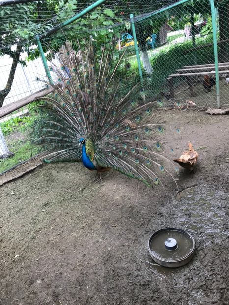 E0ECE2E4-0475-4834-8314-1066ABAB39AA - In vizita la Dragos