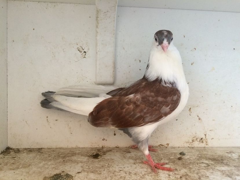 24 - 1-Lot zbor 2018