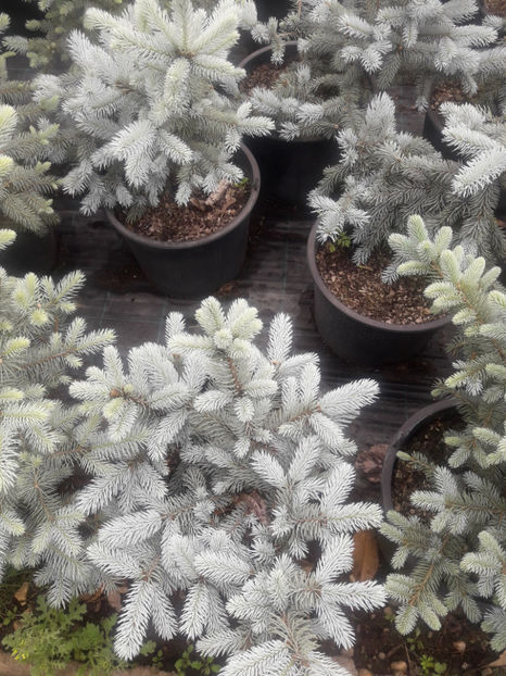  - ABIES CONOCOLOR ALTOIT PE PICIOR INALT