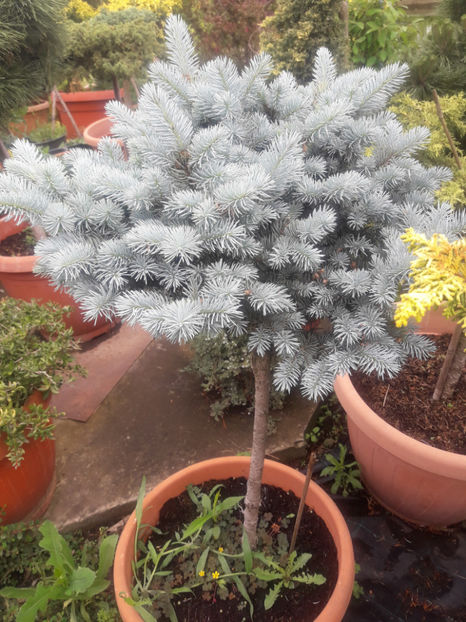  - ABIES CONOCOLOR ALTOIT PE PICIOR INALT