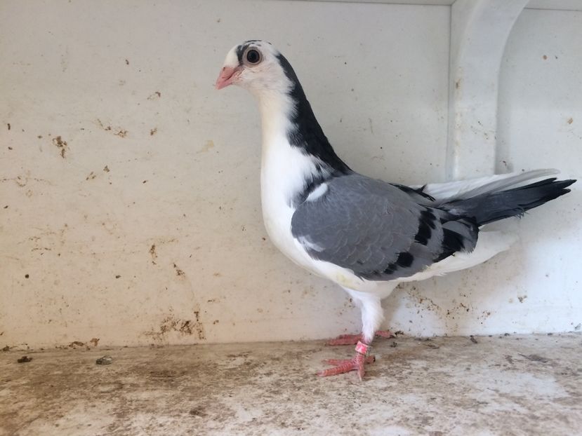 44 - 1-Lot zbor 2018