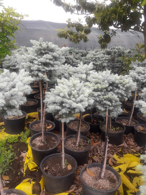  - ABIES CONOCOLOR ALTOIT PE PICIOR INALT