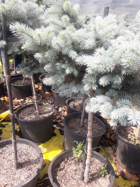  - ABIES CONOCOLOR ALTOIT PE PICIOR INALT