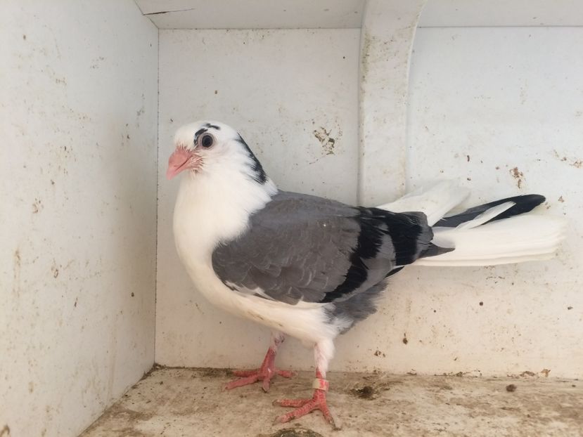 61 - 1-Lot zbor 2018