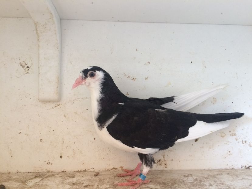 47 - 1-Lot zbor 2018