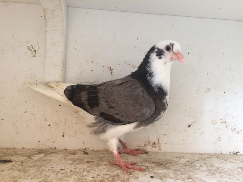 62 - 1-Lot zbor 2018