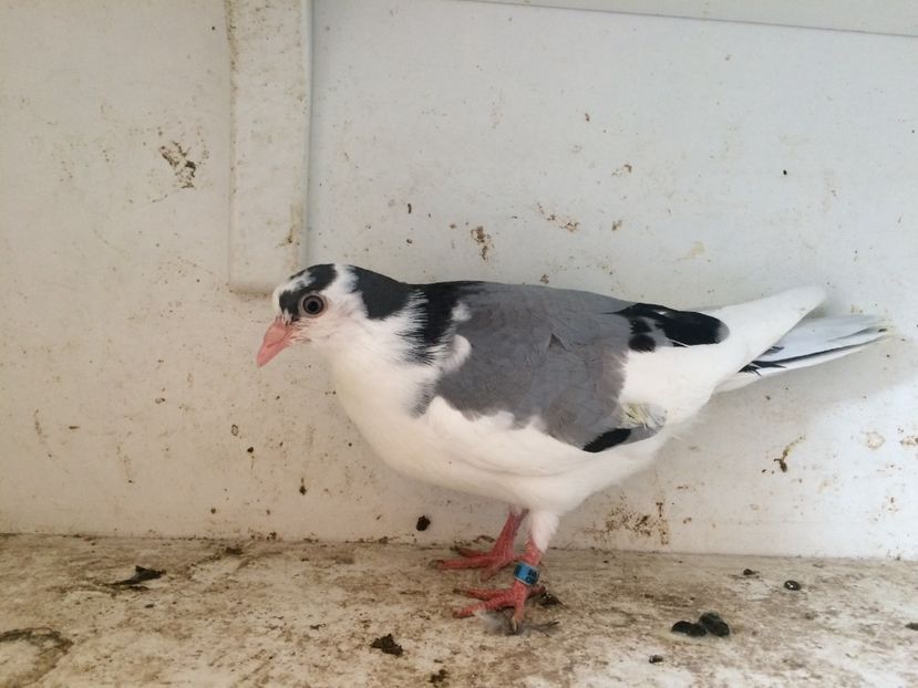 46 - 1-Lot zbor 2018