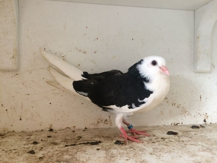 17 - 1-Lot zbor 2018