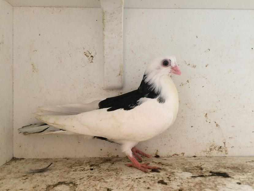 22 - 1-Lot zbor 2018