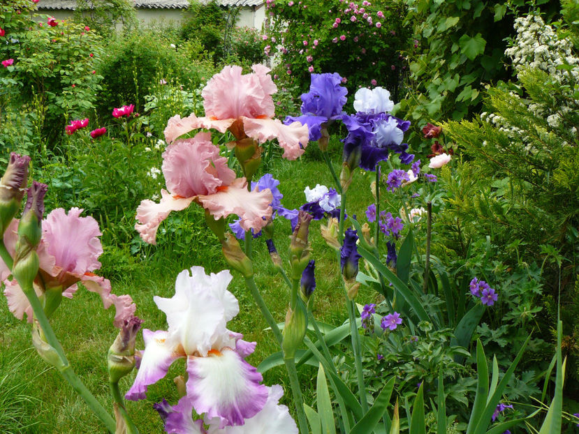 Ravissant , Desiner Label, Royal Blenheim, World Premier - 2018_Irisi cu denumire