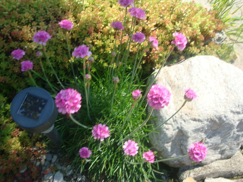 Armeria maritima (Mill.) Willd. 1809. - Genul Armeria