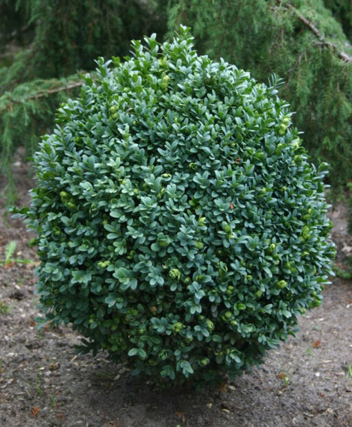  - Buxus sempervirens compacta