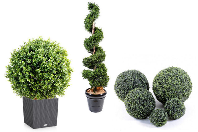 idee de tuns estetic la buxus - Buxus sempervirens compacta