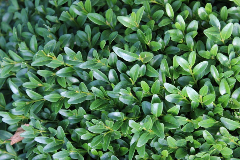  - Buxus sempervirens compacta