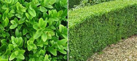  - Buxus sempervirens compacta