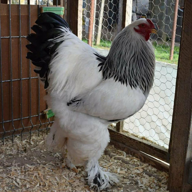 pentru 2019 - N oile Achizitii