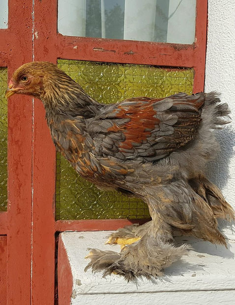  - a__Pui si tineret brahma 2018