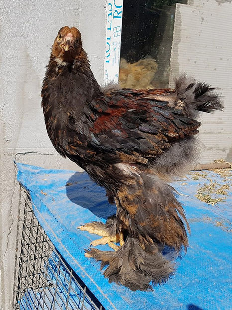  - a__Pui si tineret brahma 2018