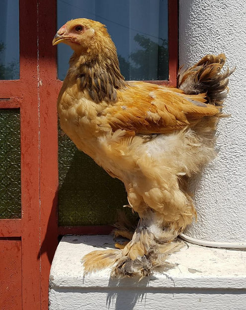  - a__Pui si tineret brahma 2018