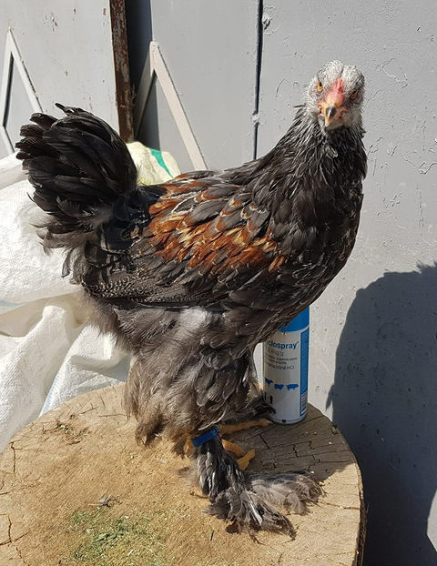  - a__Pui si tineret brahma 2018