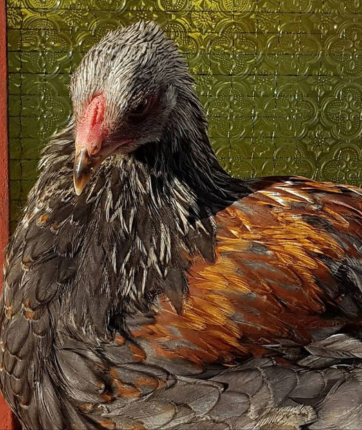  - a__Pui si tineret brahma 2018