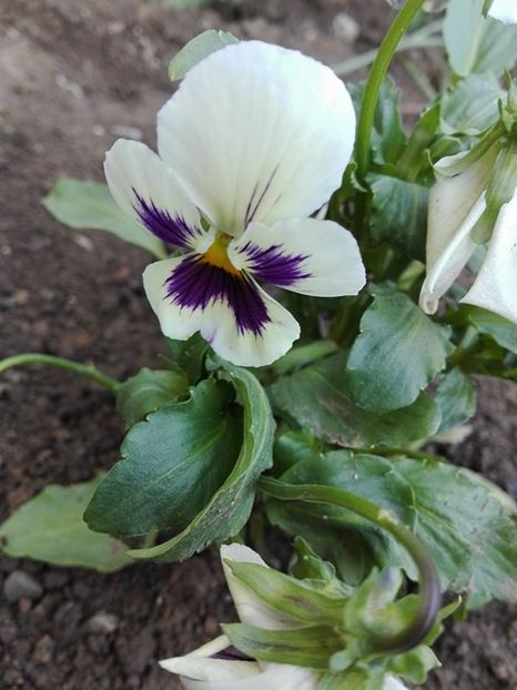  - flori de gradina