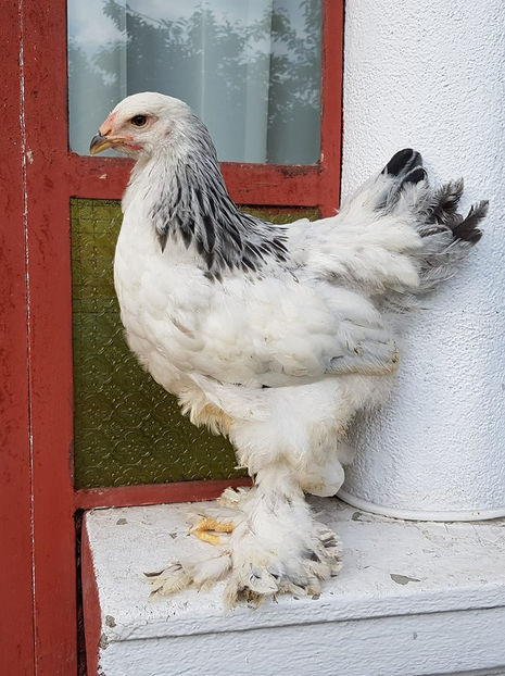  - a__Pui si tineret brahma 2018