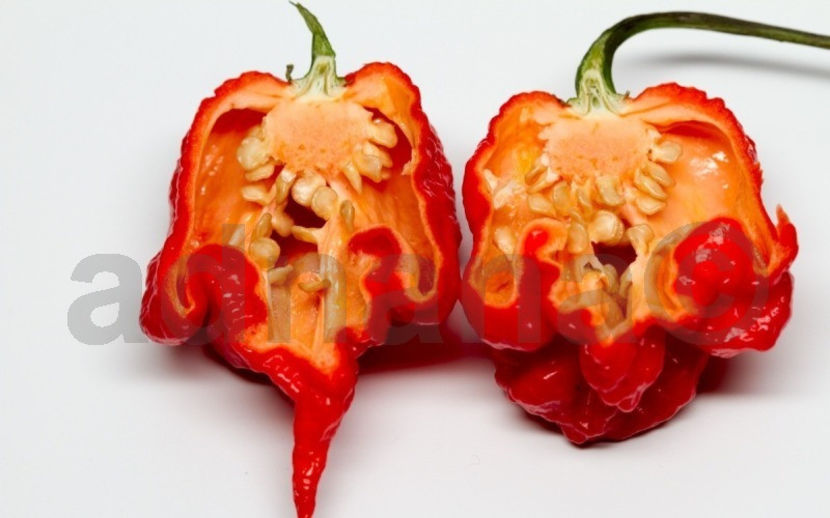  - Carolina Reaper